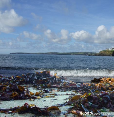 Postcard The fertile flotsam