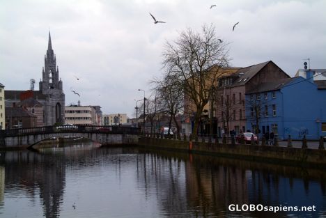 Postcard Cork - seagulls in the city
