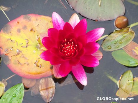 Postcard Water Lily