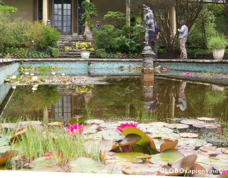 Postcard Water lily in context