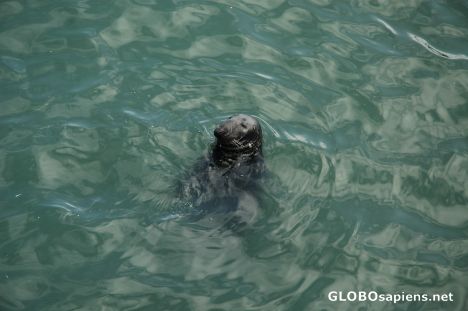Postcard Howth - seal