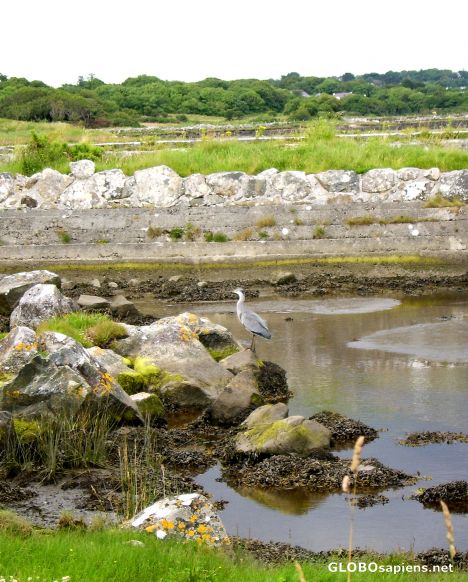 Postcard Happy Heron