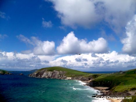 Postcard Sea Gull near the Blasket Islands