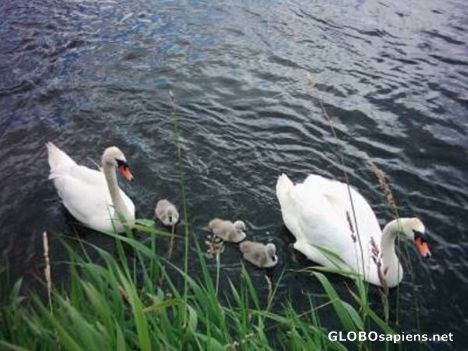 Postcard Swans on River Barrow