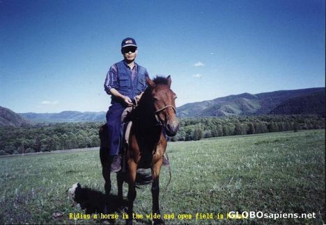 riding horse