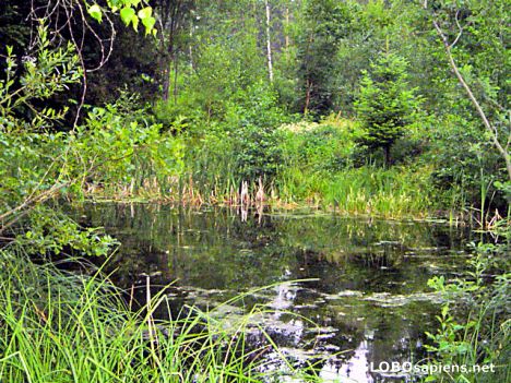 Postcard Viljandi - Estonia