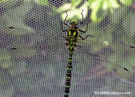 Postcard Dragon-fly