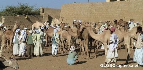 Postcard Keren camel market