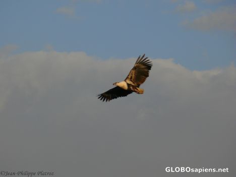 Postcard kingfisher eagle in flight (for Petra)