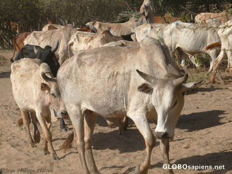 Postcard De Luxe bulls (Hammar tribe's standard)