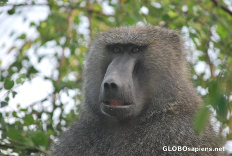 Postcard Male Baboon