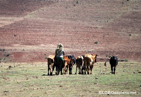 Postcard small herd in the field