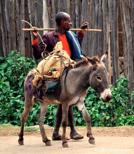 Postcard The one with the donkey