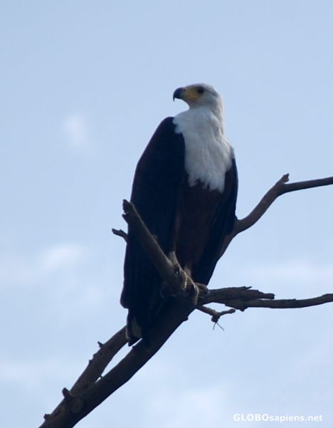 Postcard White head eagle