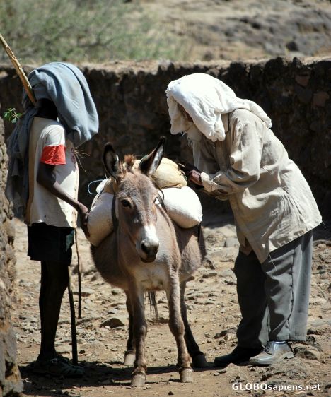 Postcard The donkey is ready to go