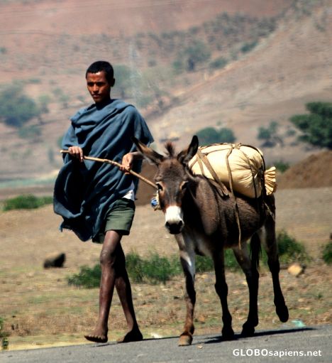 Postcard Man's best friend in Ethiopia