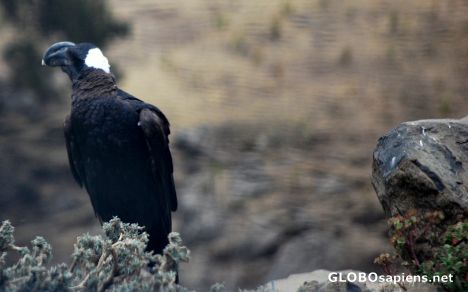 Postcard The crow