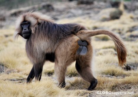 Postcard A big male.. Chilada Baboon