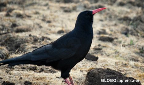 Postcard Red Billed Chough (Pyrrhocorax pyrrhocorax)