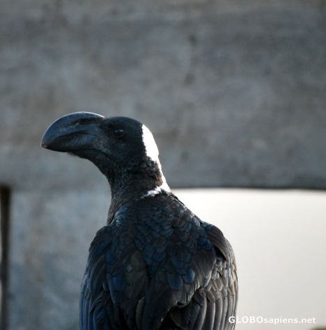 Postcard Raven singing in the morning.. what can be better