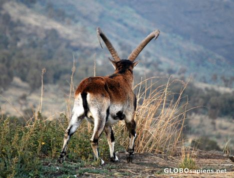 Postcard Mountain Ibex