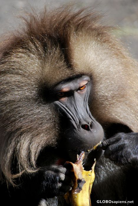 Postcard Eating banana