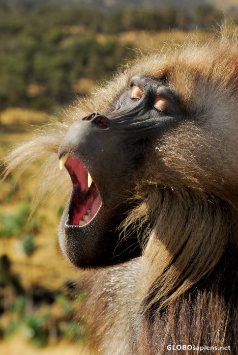 Yawing