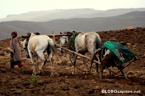 Postcard plowing with horses