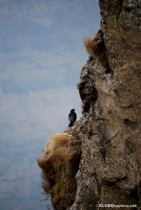 Postcard Falcon in his nest