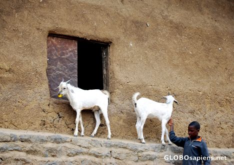 Postcard The two goats