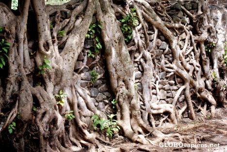 Postcard Roots