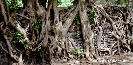 Postcard Root net