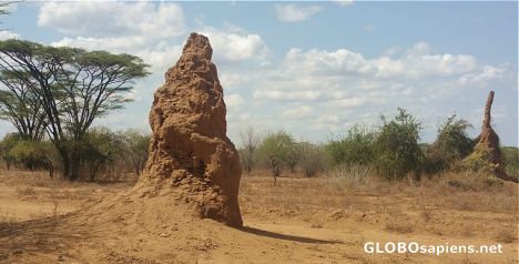 Postcard Termite houses