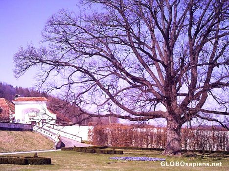 Postcard Castle 20o20: Ye Old Oak Tree