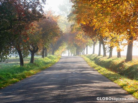 golden leafs