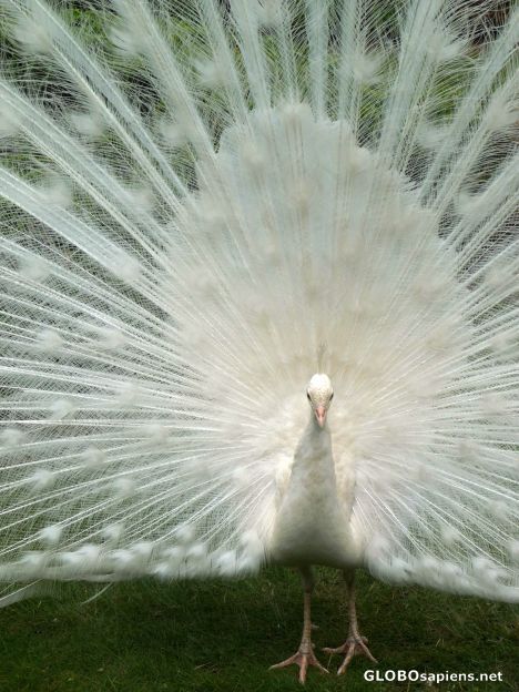 Postcard White beauty -