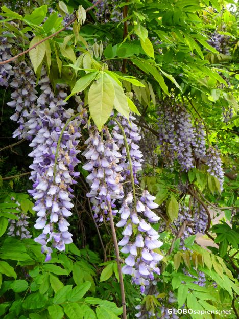 Postcard Blossoms -