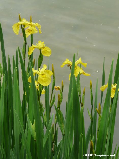 Postcard Iris