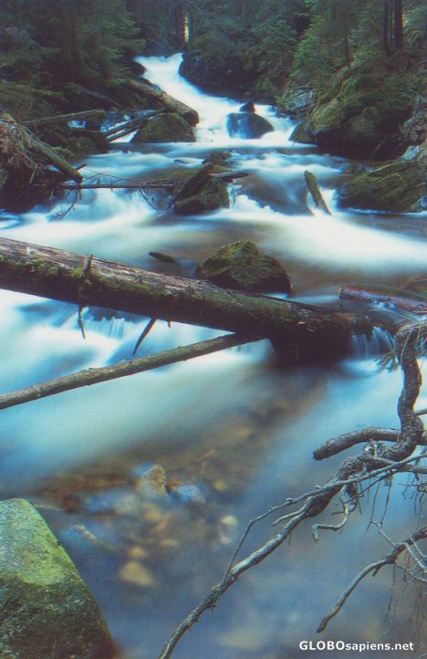 Postcard Czech Rep : Sumava National Park