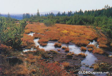 Postcard Czech Rep : Sumava National Park