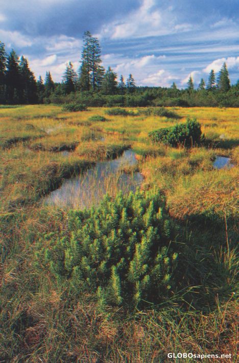 Postcard Czech Rep : Sumava National Park