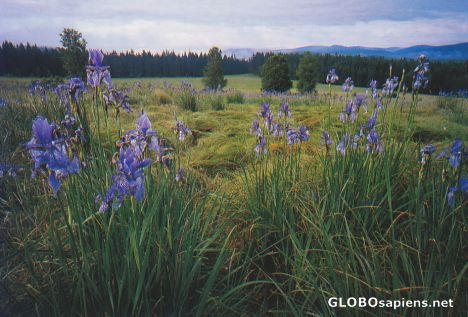 Postcard Czech Rep : Sumava National Park