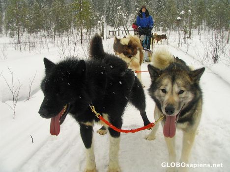 Huskytoure
