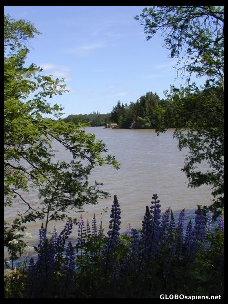 Postcard Halosenniemi - Home of Pekka Halonen
