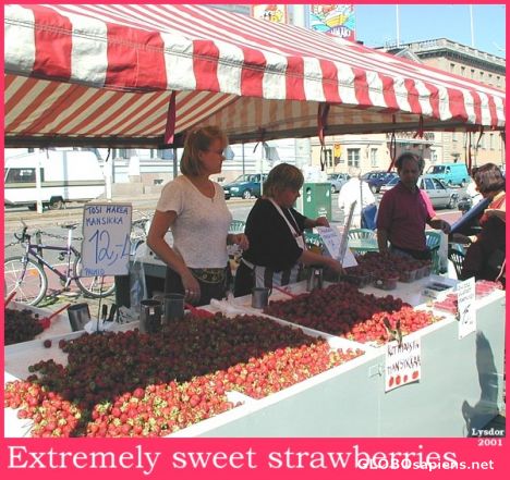 Postcard Fresh STRAWBERRIES