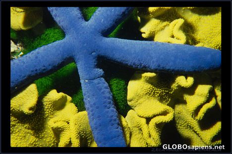 Postcard Blue Starfish