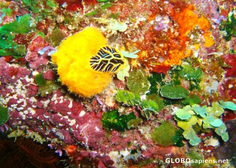 Postcard nudibranch