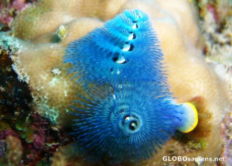 Postcard christmas tree worms