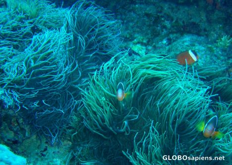 Postcard anemones make good homes