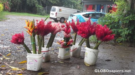 Postcard Tropical flowers